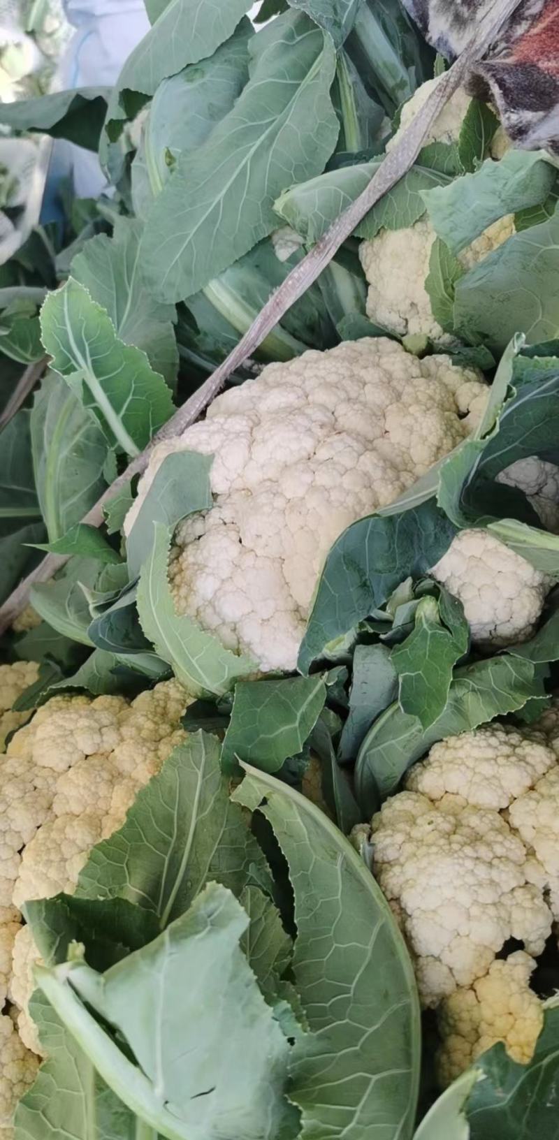 精品松花菜开封通许有机花菜大量供应对接商超批发