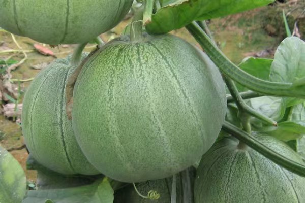 绿宝甜瓜切开展示果肉颜色与籽粒状态