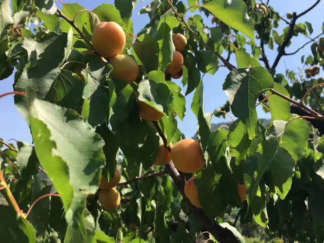 木瓜树上成熟的果实