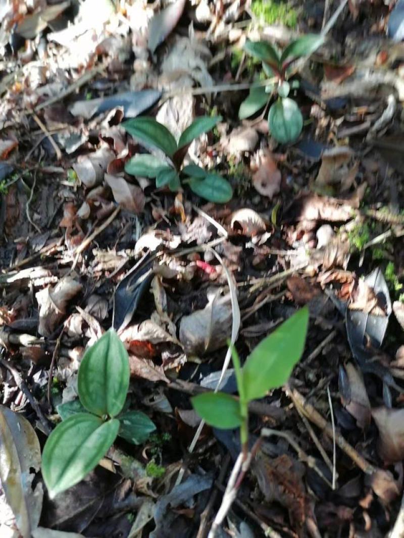 纯野生肺形草各种规格都有一手货源需要的老板直接联系