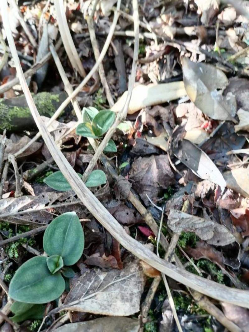 纯野生肺形草各种规格都有一手货源需要的老板直接联系