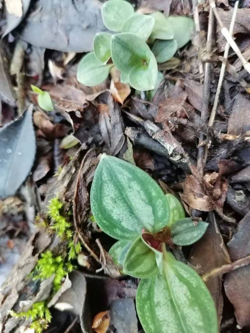 纯野生肺形草各种规格都有一手货源需要的老板直接联系