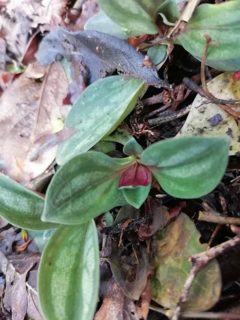 纯野生肺形草各种规格都有一手货源需要的老板直接联系