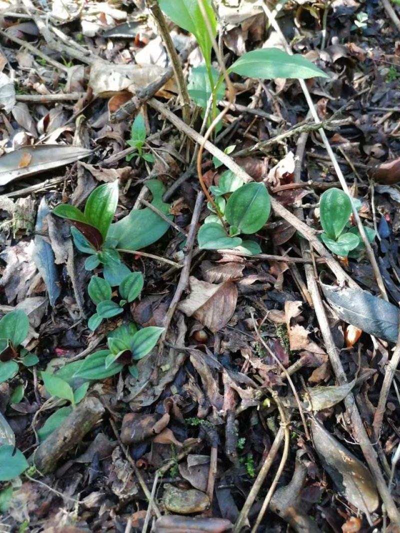 纯野生肺形草各种规格都有一手货源需要的老板直接联系