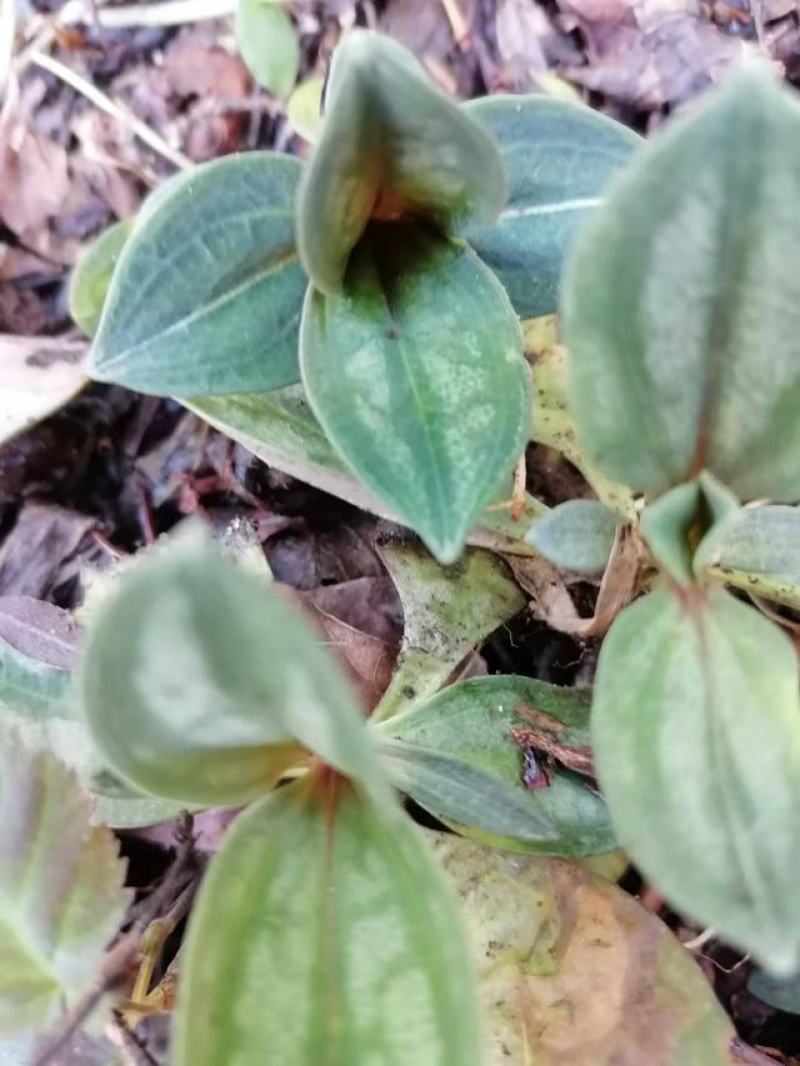 纯野生肺形草各种规格都有一手货源需要的老板直接联系
