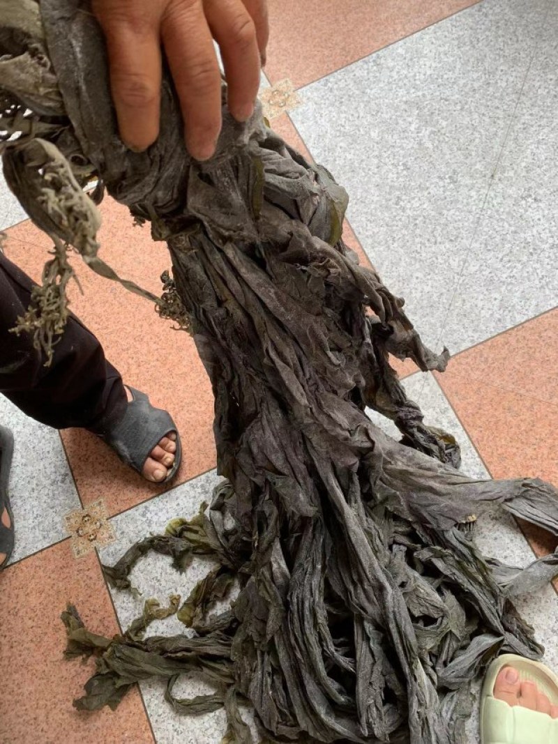 福建干海带无沙挂菜自厂自销