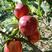 【一件代发】四川凉山黄心油桃油桃每天日照8小时脆甜好吃