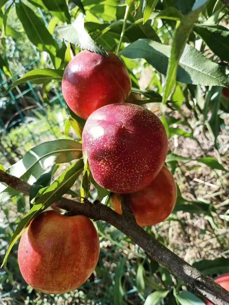 【一件代发】四川凉山黄心油桃油桃每天日照8小时脆甜好吃
