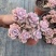 120彩虹糖整桩无砍，看桩子