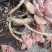 120彩虹糖整桩无砍，看桩子