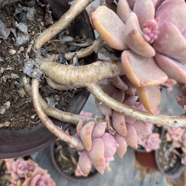 120彩虹糖整桩无砍，看桩子