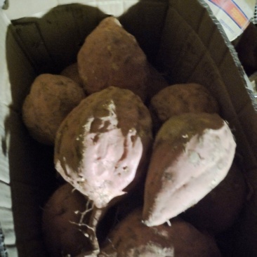 烟薯25次品加工厂用红皮红心
