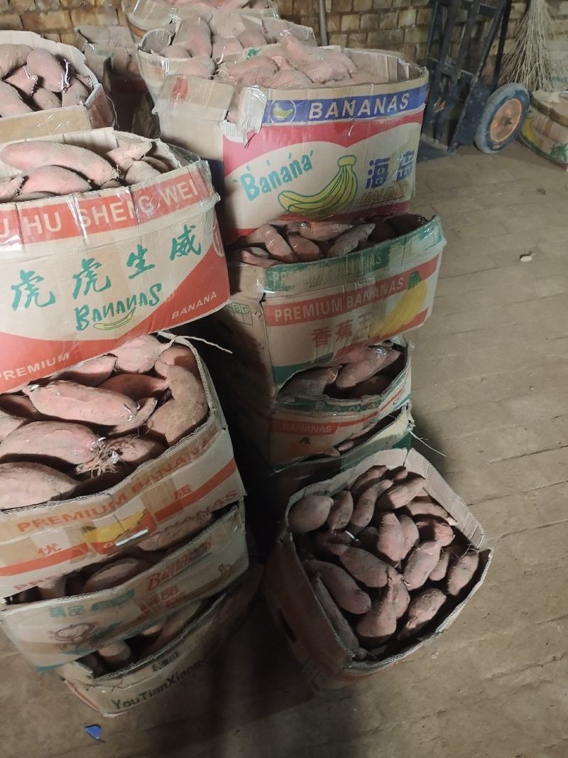 烟薯25中果三八两红皮红心