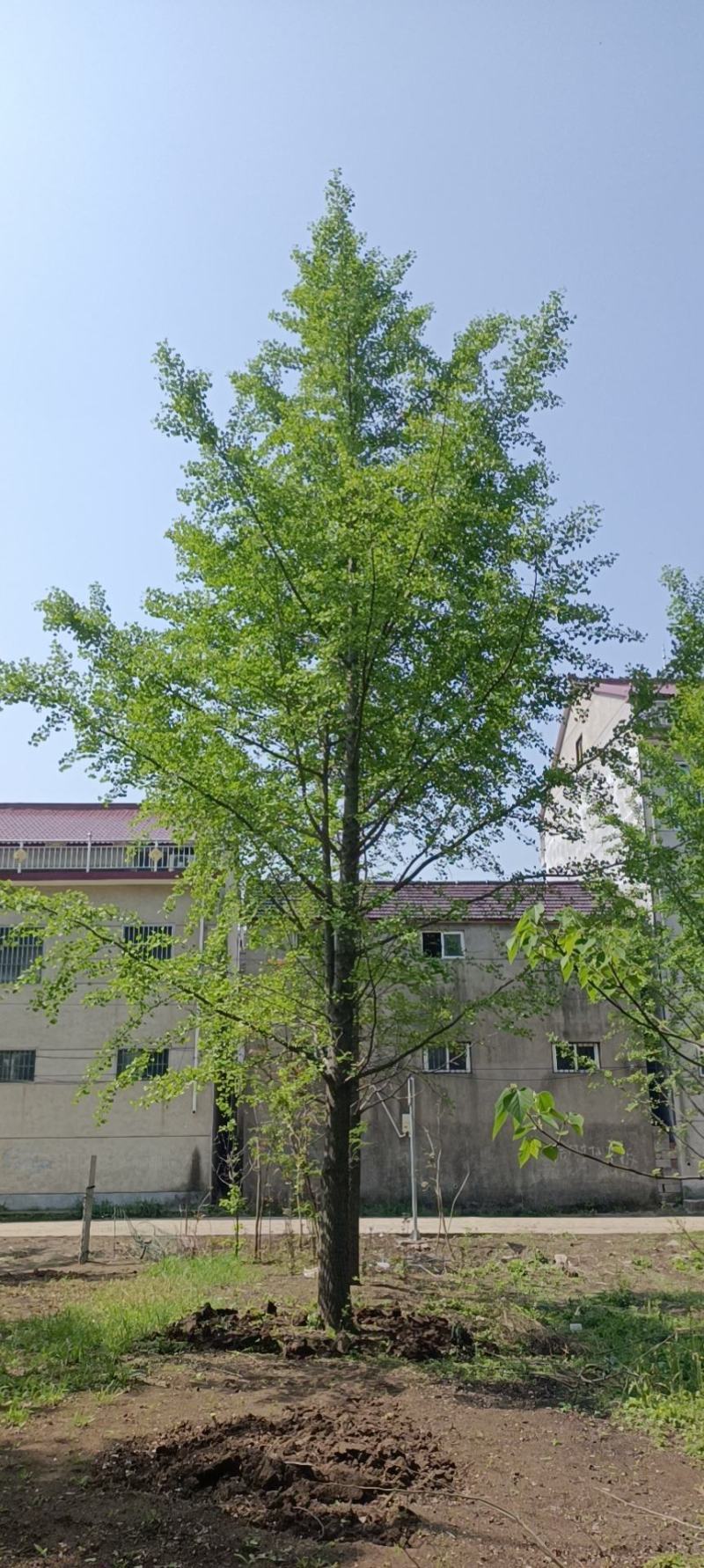 苗农。低价出售处理银杏树