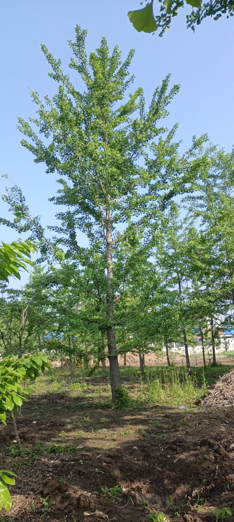 苗农。低价出售处理银杏树