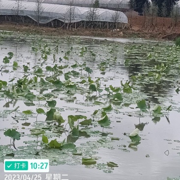 深水荷花苗