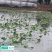 深水荷花苗
