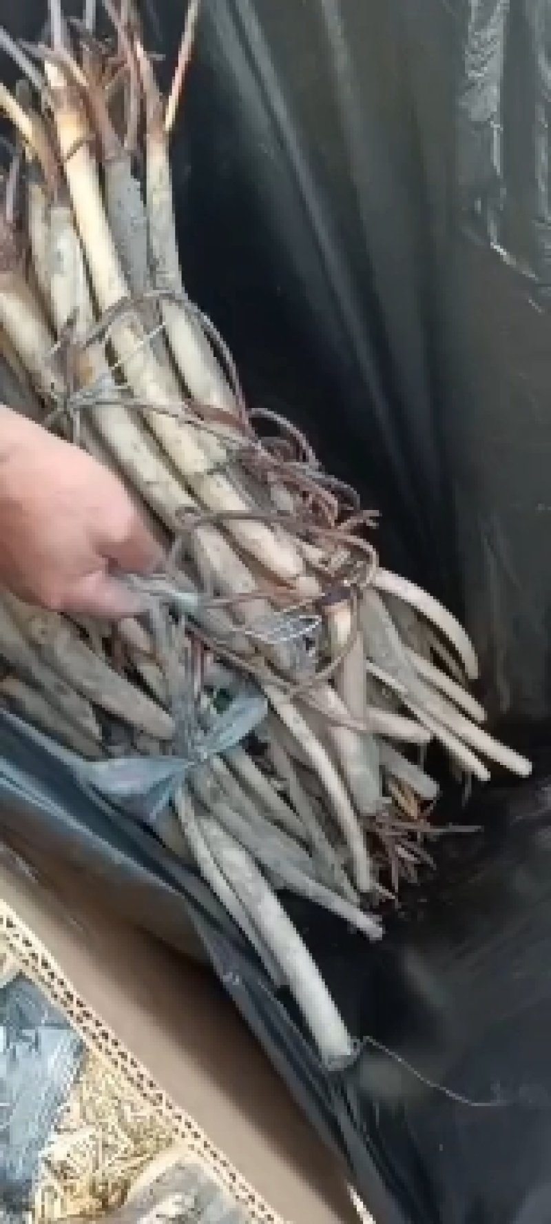 深水荷花苗