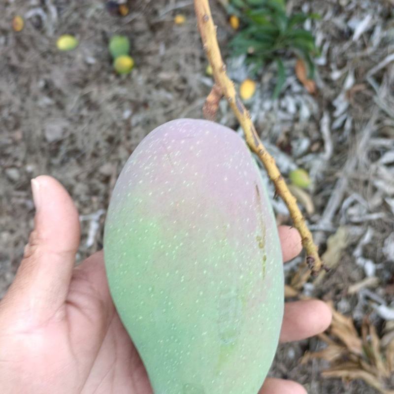 台牙芒