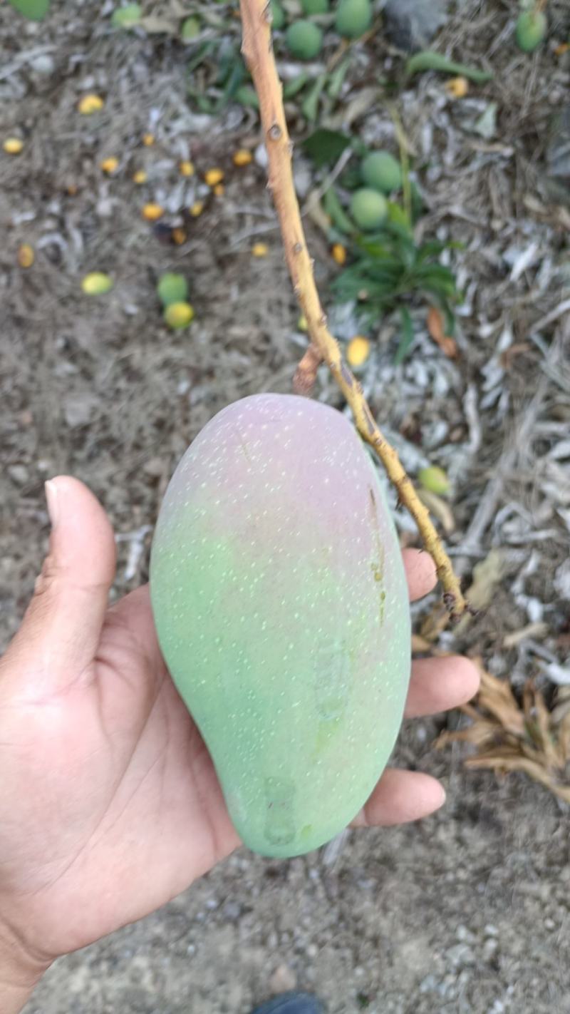 台牙芒