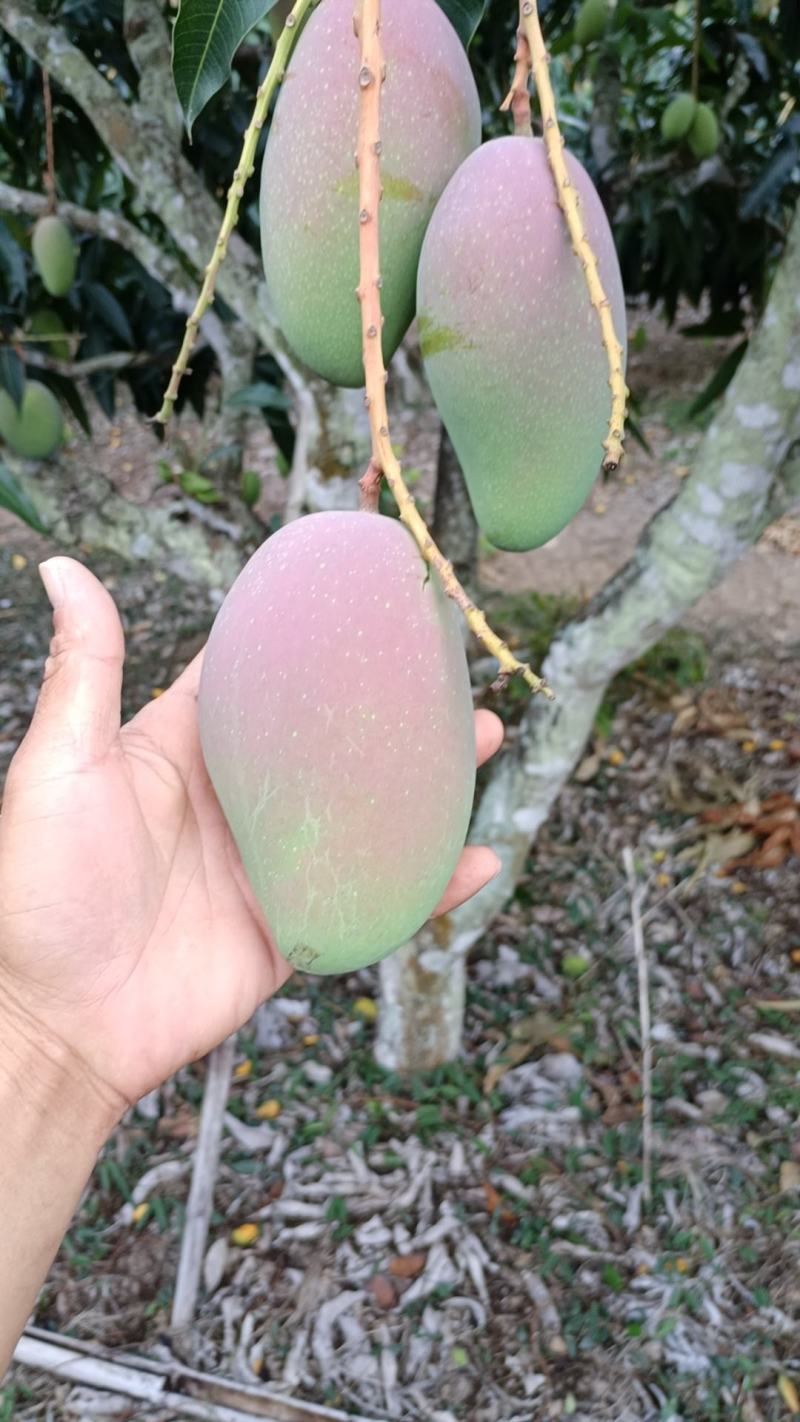 台牙芒