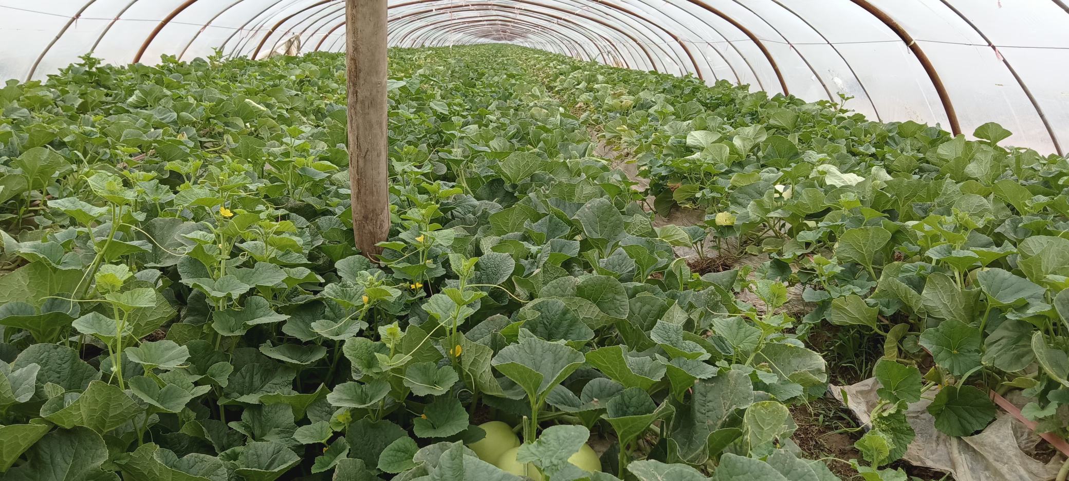 温室中的木瓜植株生长情况 温室中的木瓜植株生长情况
