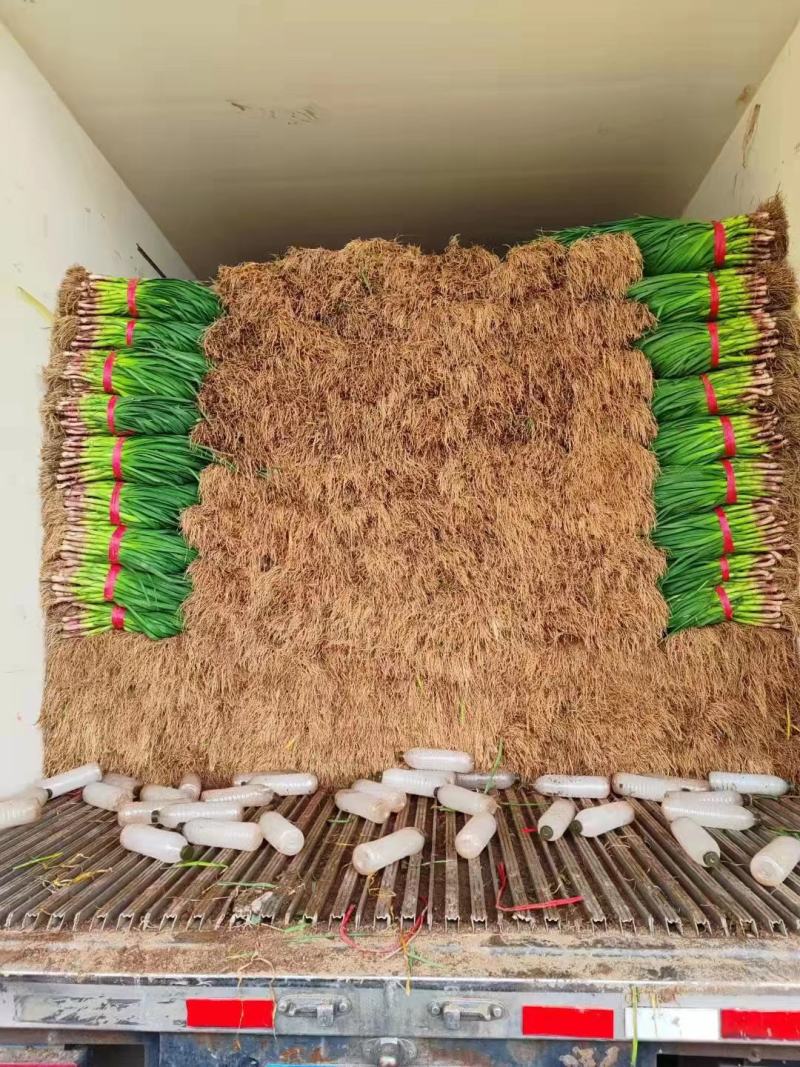 红根蒜苗内黄一点红蒜苗大量上市，质美价优，质量保证