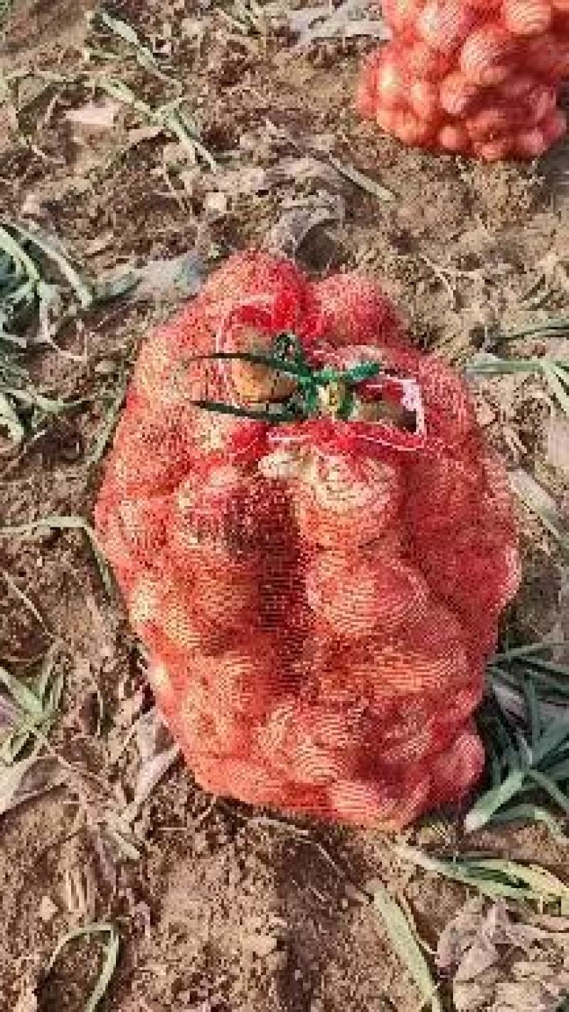 新野洋葱黄皮洋葱大量上市，对接全国市场，电商团购