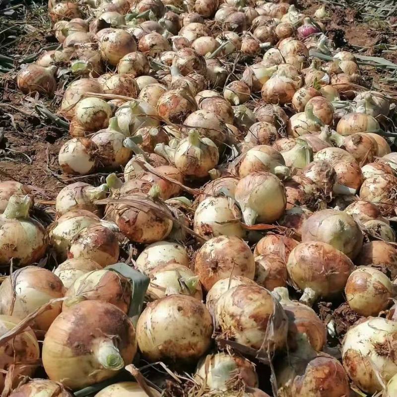 新野洋葱黄皮洋葱大量上市，对接全国市场，电商团购