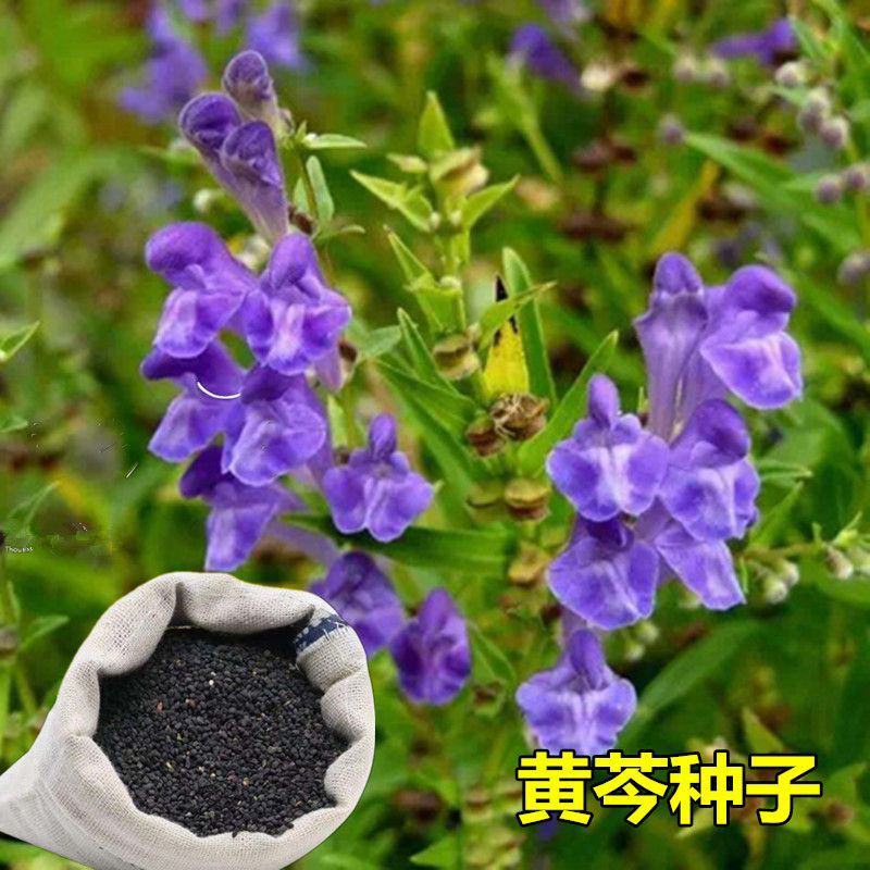 黄芩种籽诚信经营品质保证出芽率高欢迎下单可长期合作