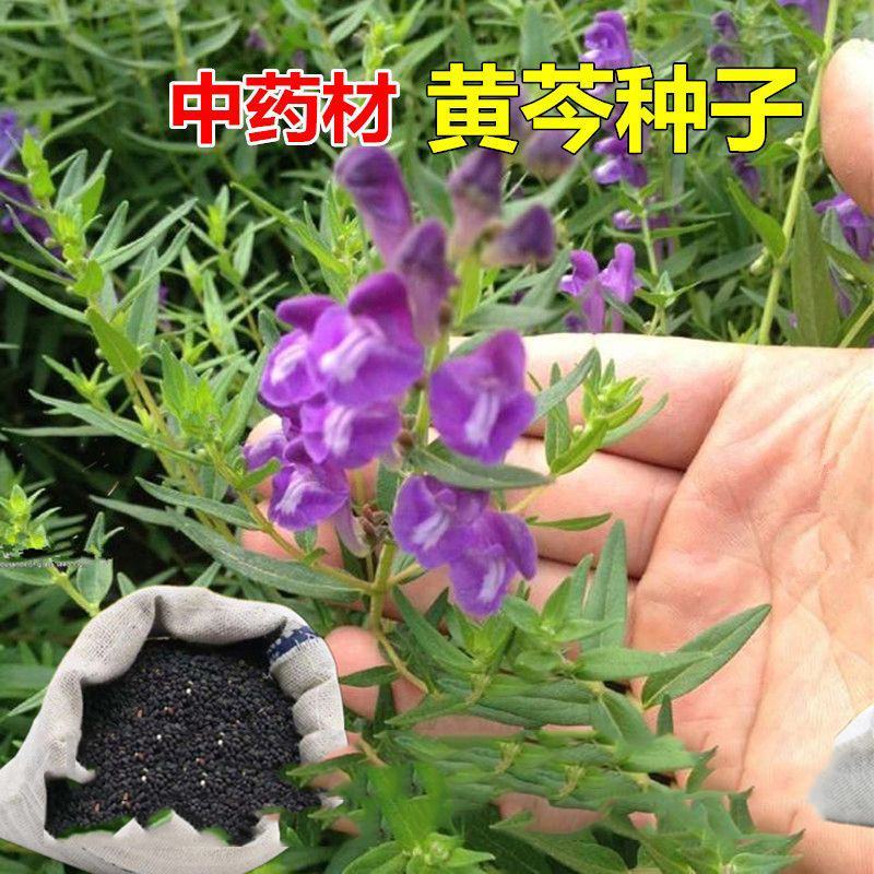 黄芩种籽诚信经营品质保证出芽率高欢迎下单可长期合作
