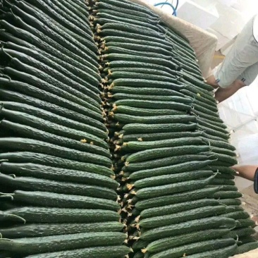 大量好、中、差、黄瓜，红茄上市