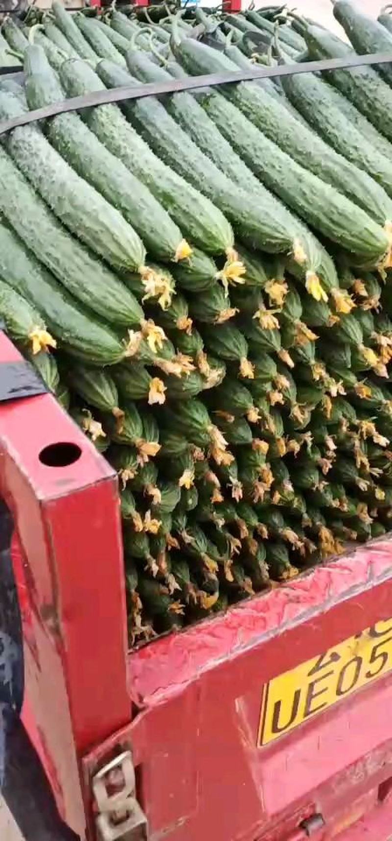 大量好、中、差、黄瓜，红茄上市