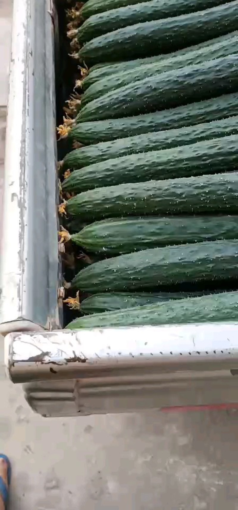 大量好、中、差、黄瓜，红茄上市