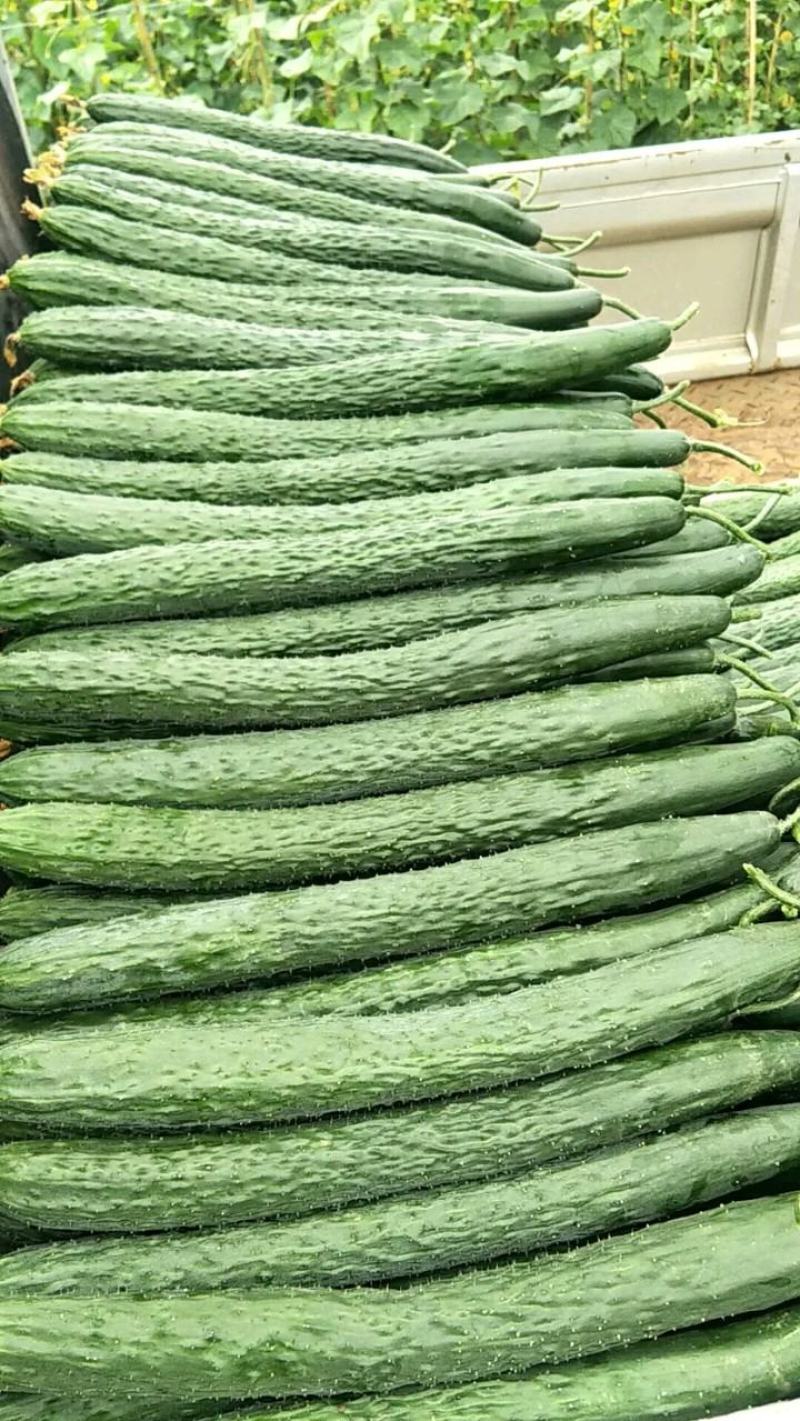 大量好、中、差、黄瓜，红茄上市