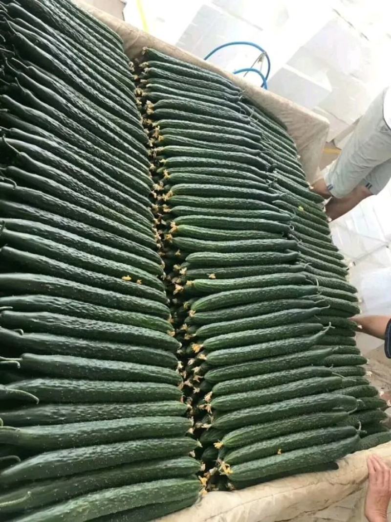 大量好、中、差、黄瓜，红茄上市