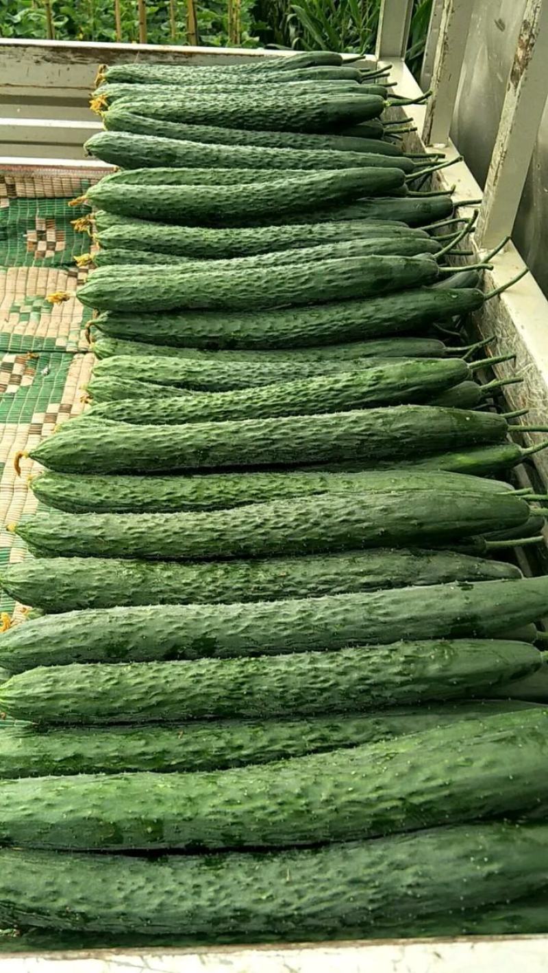 大量好、中、差、黄瓜，红茄上市