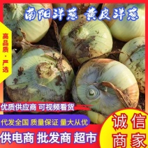 新野洋葱黄皮洋葱大量上市，对接全国市场，电商团购