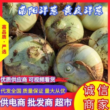 新野洋葱黄皮洋葱大量上市，对接全国市场，电商团购