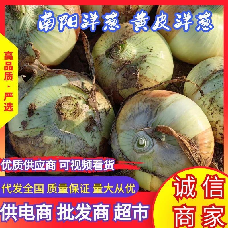 新野洋葱黄皮洋葱大量上市，对接全国市场，电商团购