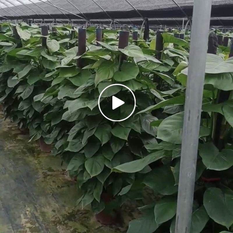 档口货绿萝柱