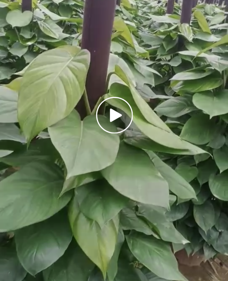 档口货绿萝柱