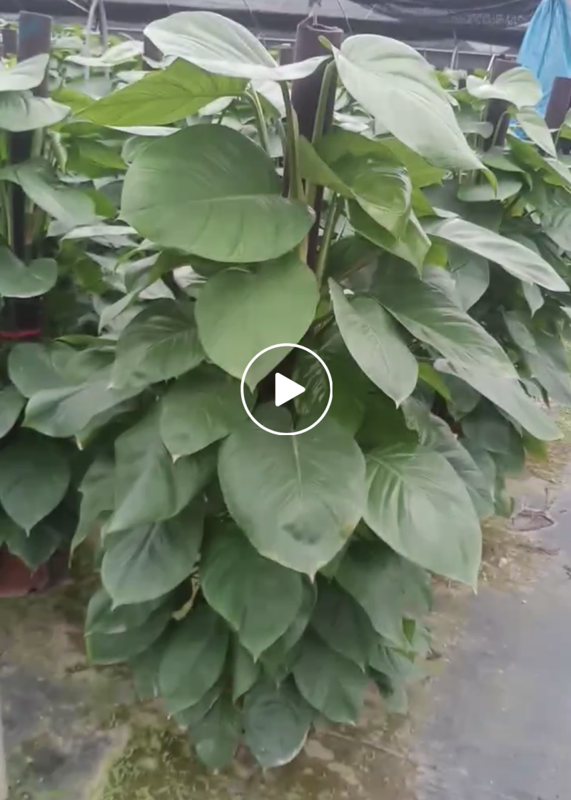 档口货绿萝柱