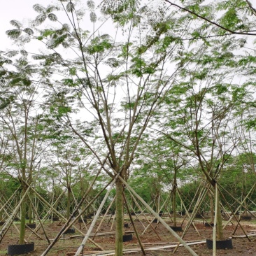 凤凰木15～20公分