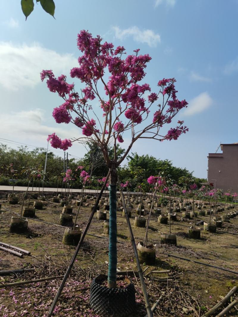 紫花风铃木9分10分全冠大量现货便宜还有5分到6分