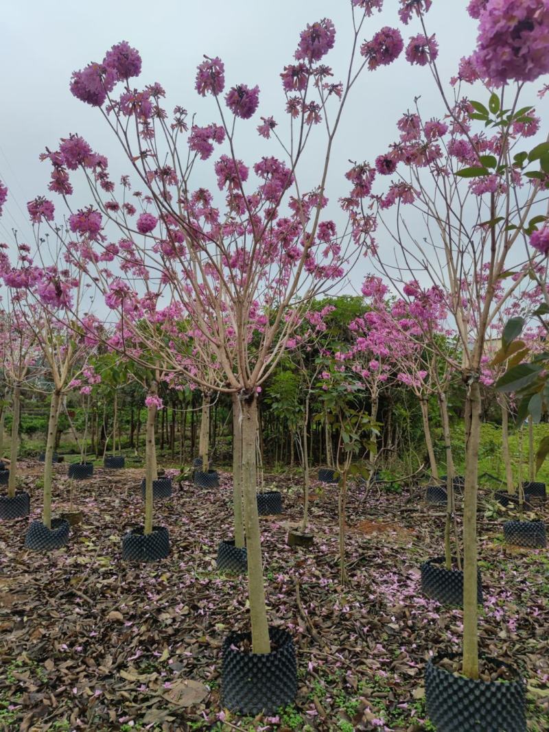 紫花风铃木9分10分全冠大量现货便宜还有5分到6分