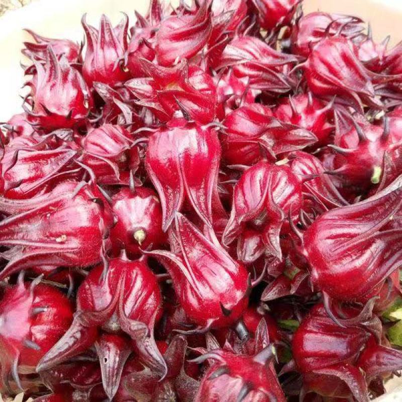 洛神花种子玫瑰茄花籽种籽食用保健花茶药用庭院花园盆栽四季