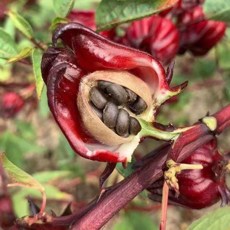 洛神花种子玫瑰茄花籽种籽食用保健花茶药用庭院花园盆栽四季