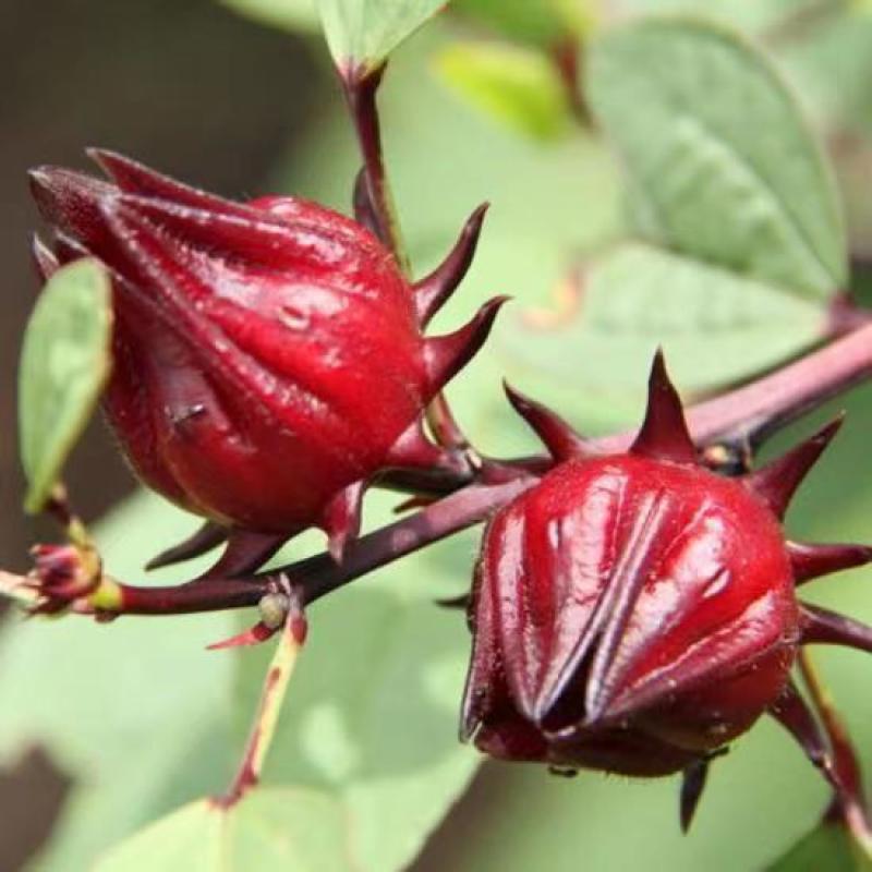洛神花种子玫瑰茄花籽种籽食用保健花茶药用庭院花园盆栽四季
