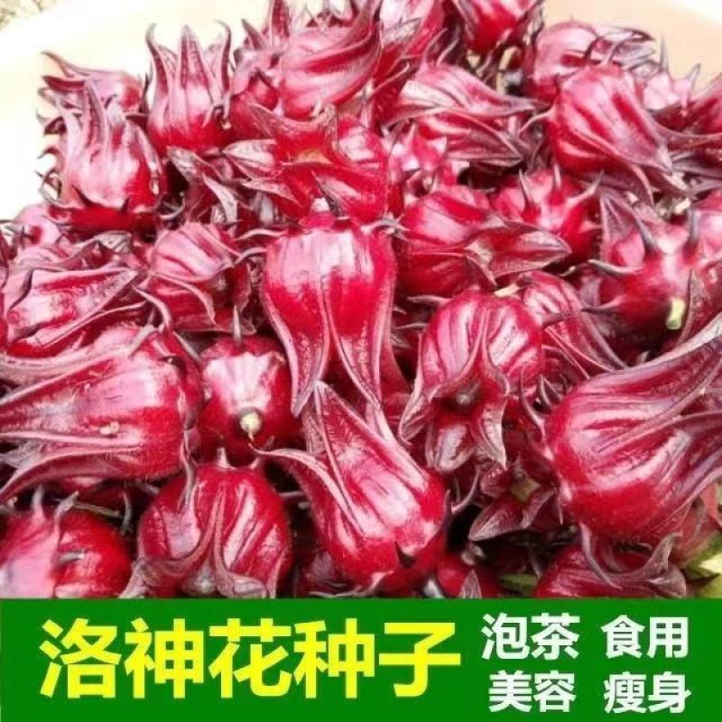 洛神花种子玫瑰茄花籽种籽食用保健花茶药用庭院花园盆栽四季